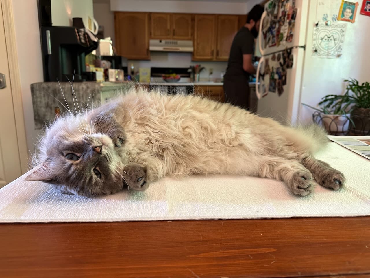 Bluebell refusing to let Madison get any work done